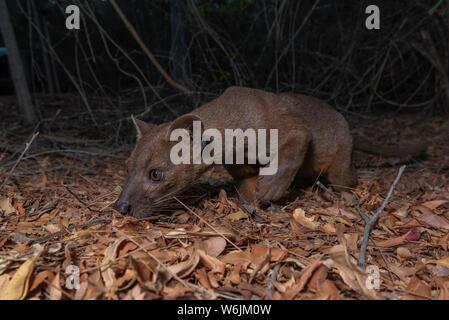 Fossa (Cryptoprocta ferox) in den trockenen Wäldern von West-Madagascar, Madagaskar Stockfoto