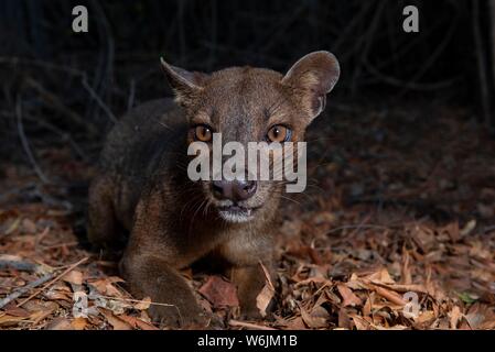 Fossa (Cryptoprocta ferox) in den trockenen Wäldern von West-Madagascar, Madagaskar Stockfoto