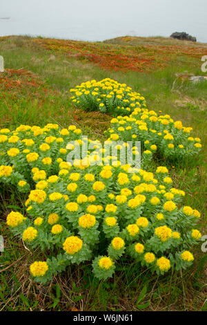 Roseroot (Rhodiola rosea) entlang Cape Shore Trail, John Cabot städtischen Park, Bonavista, Neufundland und Labrador, Kanada Stockfoto