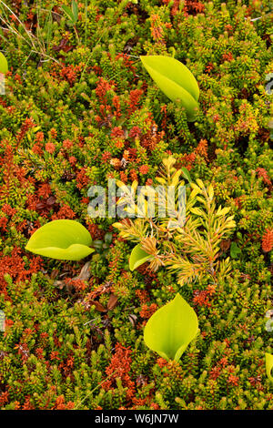 Wild Lily-of-the-Valley mit Wacholder und crowberry entlang Cape Shore Trail, John Cabot Park, Bonavista, Neufundland und Labrador, Kanada Stockfoto