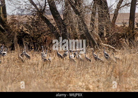 Krane Migration in einem Bauern Feld in der Nähe von Kearney, Nebraska Stockfoto