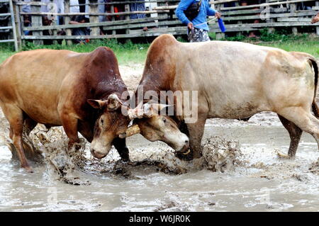 Stierkampf in Hat Yai, Thailand Stockfoto