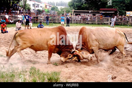 Stierkampf in Hat Yai, Thailand Stockfoto