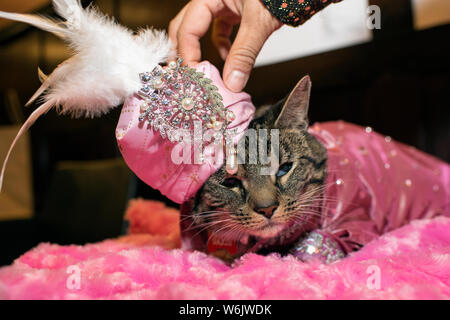 Algonquin jährliche Cat Show, 2019. Stockfoto