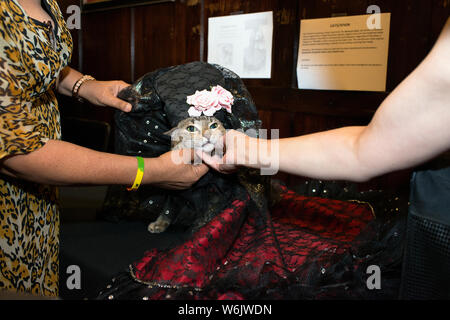 Algonquin jährliche Cat Show, 2019. Stockfoto