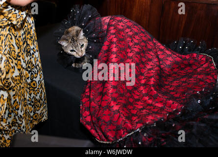 Algonquin jährliche Cat Show, 2019. Stockfoto