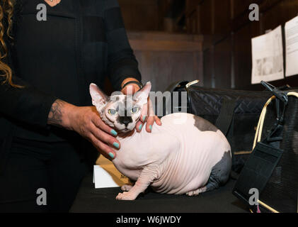 Algonquin jährliche Cat Show, 2019. Stockfoto