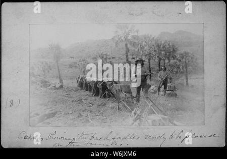 Pack Sättel bereit, auf die Maultiere [Aus L. D. Greene Album] platziert werden. Stockfoto