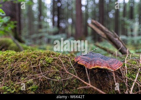 Pilz wächst auf Baum in einem grünen Wald. Stockfoto
