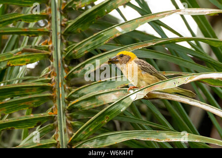 Männliche Baya Weaver mit ein Insekt im Schnabel auf palm leaf Stockfoto