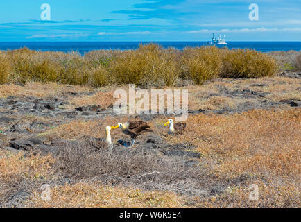 Galapagos oder Gewellten Albatross (Phoebastria irrorata) während der balz Tanz mit einem Kreuzfahrtschiff im Hintergrund, Espanola, Galapagos, Ecuador. Stockfoto