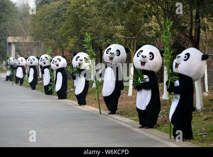 Chinesische Zuführungen in Panda Kostümen Abschied das Paar Riesenpandas, Jin Bao Bao und Hua Bao, nach Finnland an der Dujiangyan base gesendet werden Stockfoto