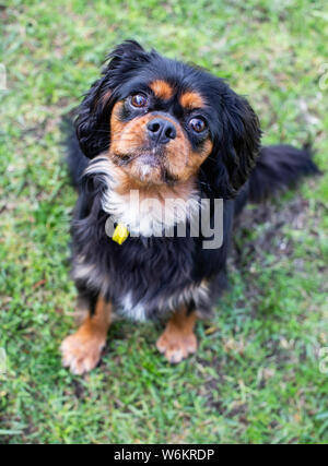 Cavalier King Charles Spaniel Stockfoto