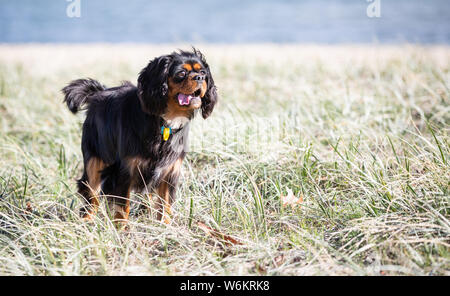 Cavalier King Charles Spaniel Stockfoto