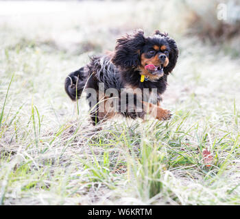 Cavalier King Charles Spaniel Stockfoto
