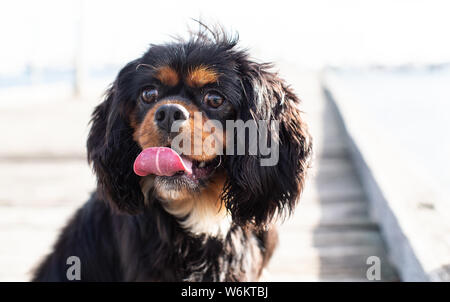 Cavalier King Charles Spaniel Stockfoto