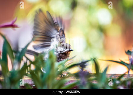 Chestnut gesichert Chickadee (Poecile rufescens) Flucht von einem Balkon aus Holz Leiste; verschwommene grüne Blätter im Vordergrund, San Francisco Bay Stockfoto