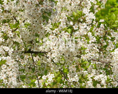 Frühjahr eine Menge weißer Blumen blühen Cherry Orchard Stockfoto