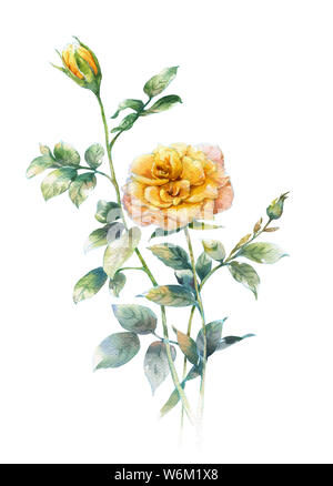 Aquarell von Rose auf weißem Hintergrund Stockfoto