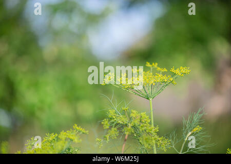 Gelbe Blüte Dill, Anethum graveolens, Closeup auf einem schönen unscharfen Hintergrund. Feder Grüns. Stockfoto