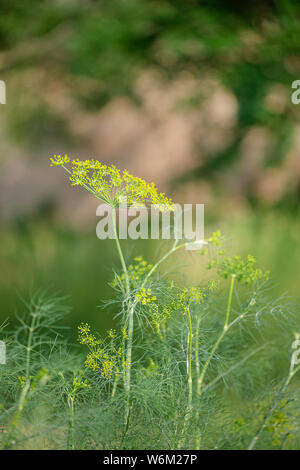 Gelbe Blüte Dill, Anethum graveolens, Closeup auf einem schönen unscharfen Hintergrund. Feder Grüns. Stockfoto