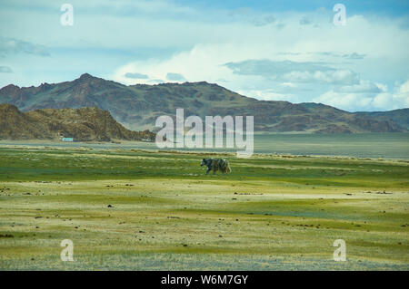 Landschaft von Weiden Yak, das Autofahren zu Dorbot Pass von Ulan-Baishint. Bayan-Olgii Provinz im Westen der Mongolei. Stockfoto