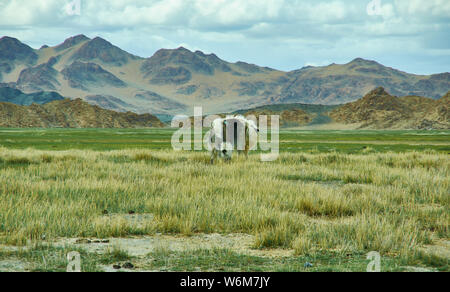 Landschaft von Weiden Yak, das Autofahren zu Dorbot Pass von Ulan-Baishint. Bayan-Olgii Provinz im Westen der Mongolei. Stockfoto