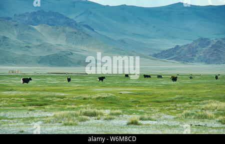 Landschaft von Weiden Yak, das Autofahren zu Dorbot Pass von Ulan-Baishint. Bayan-Olgii Provinz im Westen der Mongolei. Stockfoto