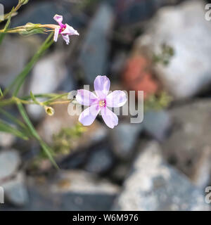 Platz Nahaufnahme eines zerbrechlichen und kleine weiße Blume in der Wüste wachsenden Stockfoto