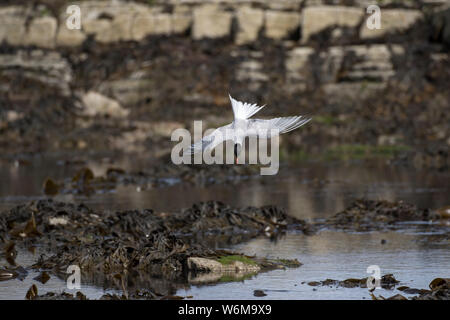 Flussseeschwalbe tauchen Stockfoto