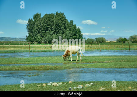 Junge Kälber mit grünem Gras, Buyant, Summe Bezirk Khovd Provinz im Westen der Mongolei. Stockfoto