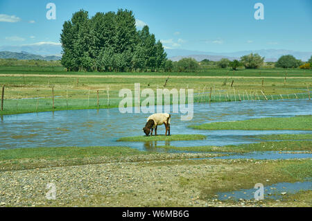 Junge Kälber mit grünem Gras, Buyant, Summe Bezirk Khovd Provinz im Westen der Mongolei. Stockfoto