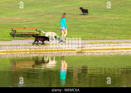 Northampton GROSSBRITANNIEN. 2. August 2019. Wetter. Einen warmen, sonnigen Morgen für diese junge Dame ihre Hunde in Abington Park wandern, entlang der Kante der See zum Bootfahren mit ihr und den Hunden Spiegelbild im Wasser. Credit: Keith J Smith./Alamy leben Nachrichten Stockfoto