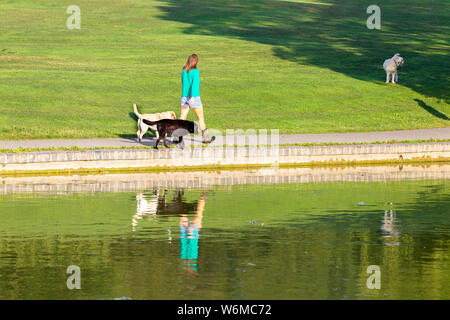 Northampton GROSSBRITANNIEN. 2. August 2019. Wetter. Einen warmen, sonnigen Morgen für diese junge Dame ihre Hunde in Abington Park wandern, entlang der Kante der See zum Bootfahren mit ihr und den Hunden Spiegelbild im Wasser. Credit: Keith J Smith./Alamy leben Nachrichten Stockfoto