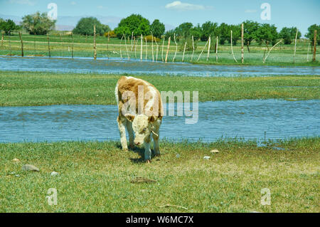 Junge Kälber mit grünem Gras, Buyant, Summe Bezirk Khovd Provinz im Westen der Mongolei. Stockfoto