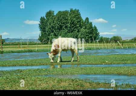 Junge Kälber mit grünem Gras, Buyant, Summe Bezirk Khovd Provinz im Westen der Mongolei. Stockfoto