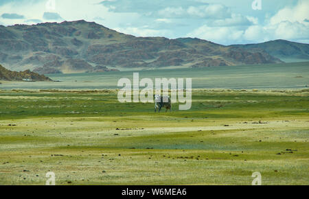 Landschaft von Weiden Yak, das Autofahren zu Dorbot Pass von Ulan-Baishint. Bayan-Olgii Provinz im Westen der Mongolei. Stockfoto