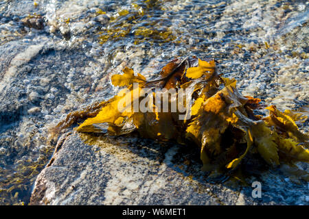 Seetang Algen im flachen Wasser. Laminaria auf dem Stein Strand. Schließen Sie herauf Bild. Stockfoto