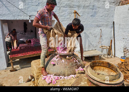 Indien, Uttar Pradesh, die Stadt des Parfums, wo Rosen für die Parfümindustrie destilliert werden Stockfoto