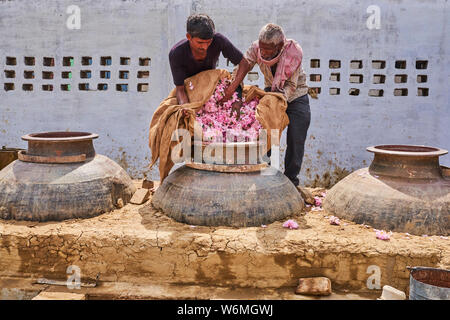 Indien, Uttar Pradesh, die Stadt des Parfums, wo Rosen für die Parfümindustrie destilliert werden Stockfoto