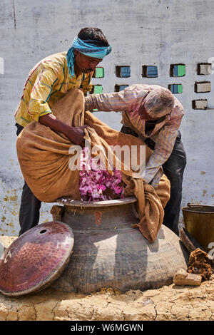 Indien, Uttar Pradesh, die Stadt des Parfums, wo Rosen für die Parfümindustrie destilliert werden Stockfoto