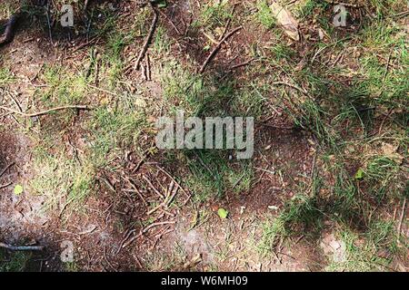 Detailansicht auf waldboden Texturen mit Ästen und Blättern Stockfoto