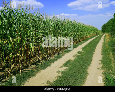 Schmutz Landstraße unter den cornfield und Wald im schönen Sommer Tag Stockfoto
