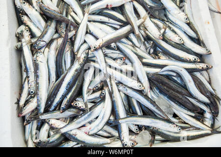 Haufen von Sardinen auf lokalen Fisch Markt zum Verkauf bereit. Meeresfrüchte Stockfoto