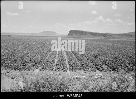 Tule Lake Segregation Zentrum, Newell, Kalifornien. Dieses Feld von Rüben an der Tule Lake Mitte war. . .; Umfang und Inhalt: Der vollständige Titel für dieses Foto lautet: Tule Lake Segregation Zentrum, Newell, Kalifornien. Dieses Feld von Rüben an der Tule Lake Center wurde am 30. Mai 1944 gepflanzt. Stockfoto