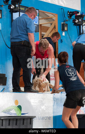 Richard Jones Weltmeister Schaf 57309 2019 Stockfoto