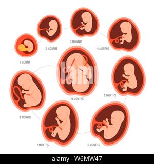 Schwangerschaft fetale Fötus Entwicklung. Embryonale Monat Stufe Wachstum von Monat zu Monat Zyklus von 1 bis 9 Monaten nach der Geburt. Medizinische Infografik Elemente Stock Vektor