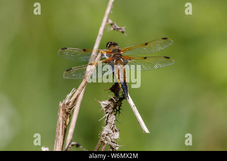 Vier-spotted Chaser - Libellula quadrimaculata Stockfoto