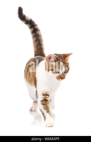 Ein wahrer Freund. Katze ist auf weißem isoliert Stockfoto