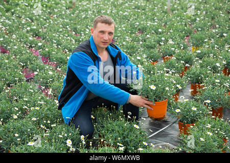 Professionelle Gärtner wächst Kapkörbchen im Gewächshaus Stockfoto